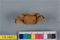 藏品(德氏仿厚蟹)的圖片